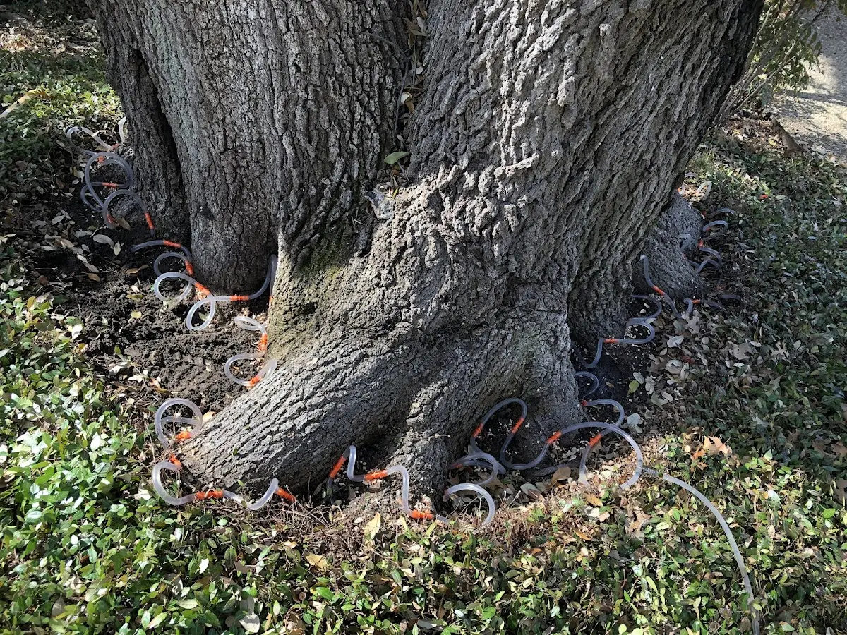 Detailed Tree Cabling and Bracing job site in Union Point