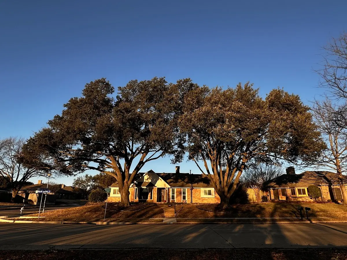 Established residential canopy tree shading a home in Union Point